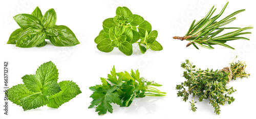 Collage mix set of Fresh green basil leaves. Organic herb leaf. Isolated on white background