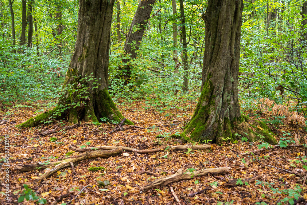The Forest Floor at Hainich National Park, National park in Thuringia The Forest Floor at Hainich National Park, National park in Thuringia
