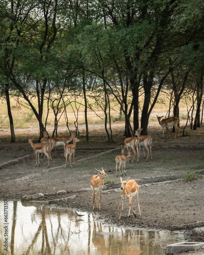 large herd or group of wild blackbuck or antilope cervicapra or indian antelope family near waterhole to quench thirst at tal chhapar sanctuary churu rajasthan india asia