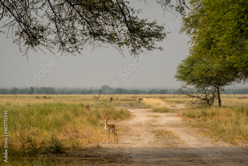 wild young blackbuck or antilope cervicapra or indian antelope roadblock with eye contact and group or herd or family in grassland landscape background of tal chhapar sanctuary rajasthan india asia © Sourabh