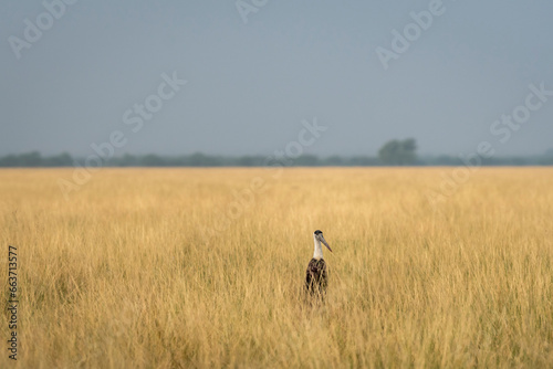 woolly necked stork or whitenecked stork or Ciconia episcopus in natural scenic landscape background and grassland of tal chhapar sanctuary rajasthan india asia