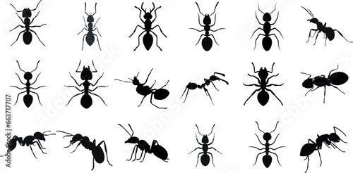 Ants vector illustration, white background. Detailed, various poses, sizes. best for entomology, nature projects, educational materials. diverse Ants, unique shapes. Creative projects, graphic design