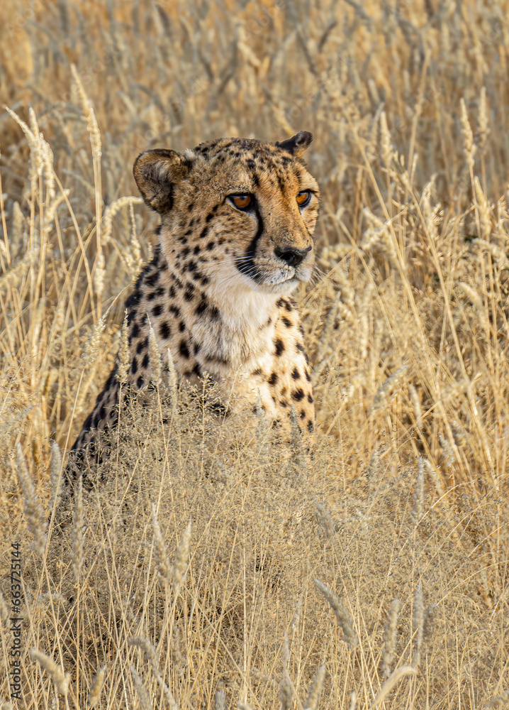 Close-up of a cheetah waiting in the tall grass. Namibia, Africa. Close-up of a cheetah waiting in the tall grass. Namibia, Africa.