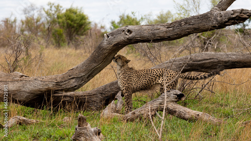 a male cheetah scent marking a dead tree