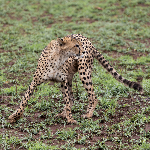 a male cheetah on the move in green grass