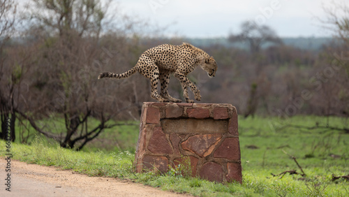 a male cheetah jumping onto a rock signpost in Kruger