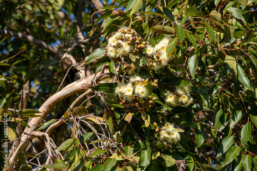 Branch with buds and creamy white flowers of a range bloodwood (corymbia abergiana), an Australian eucalyptus tree  photo