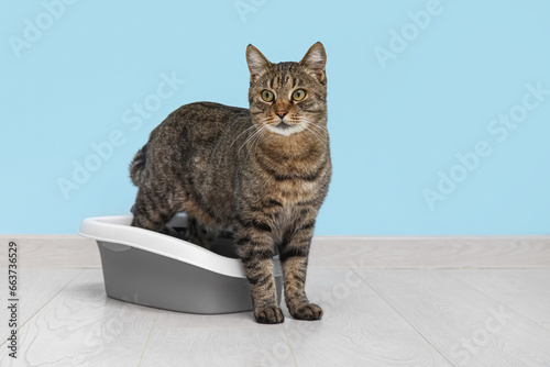 Cute cat with litter box near blue wall