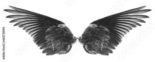 bird wings on awhite background,isolated