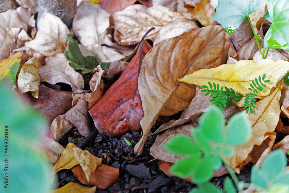 Sustainability organic fertilizer dry leaves pile covering earth control global warming composting gardening backyard home plant copy space stock photo Sustainability organic fertilizer dry leaves pile covering earth control global warming composting gardening backyard home plant copy space stock photo