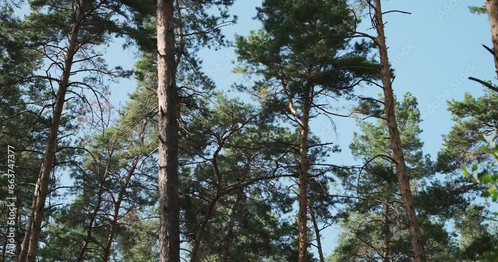 Tops of pine trees swaying in wind, blue sky. Daytime, summer. Tops of pine trees swaying in wind, blue sky. Daytime, summer.