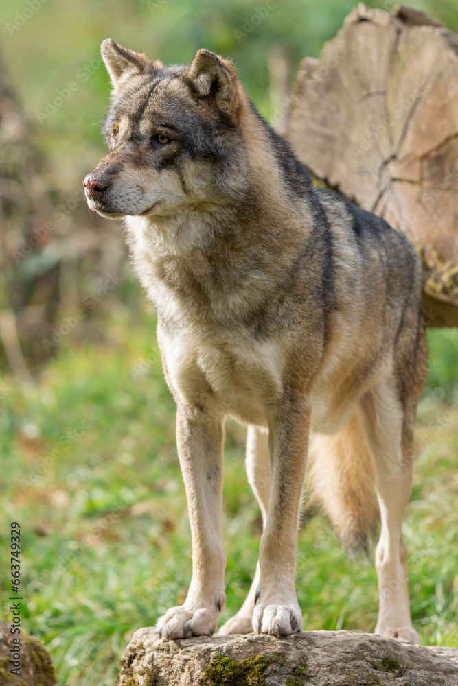 A European gray wolf is in the forest in autumn