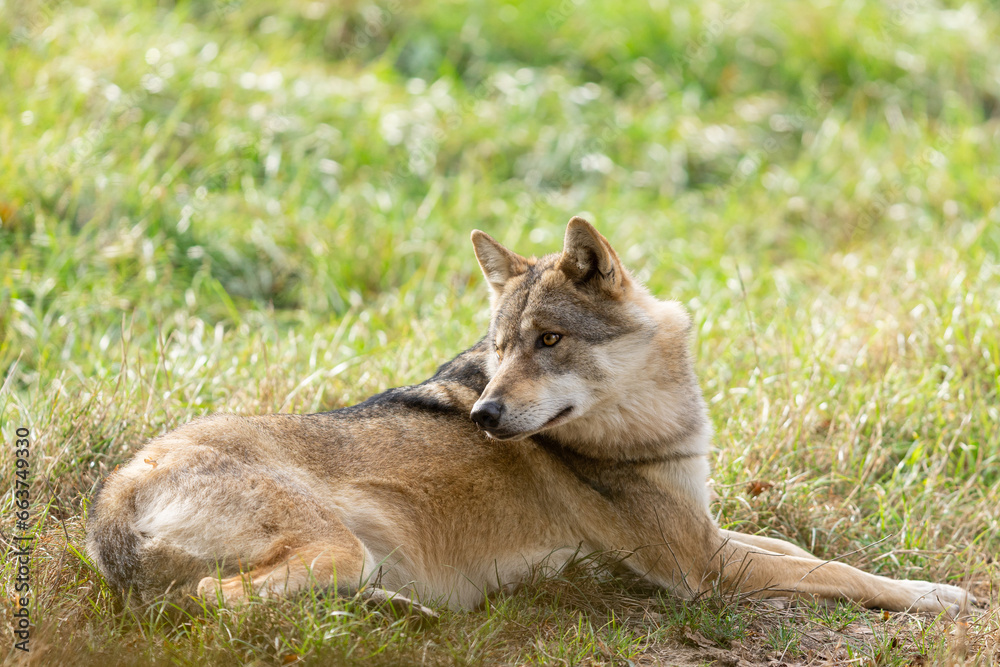 A European gray wolf is in the forest in autumn