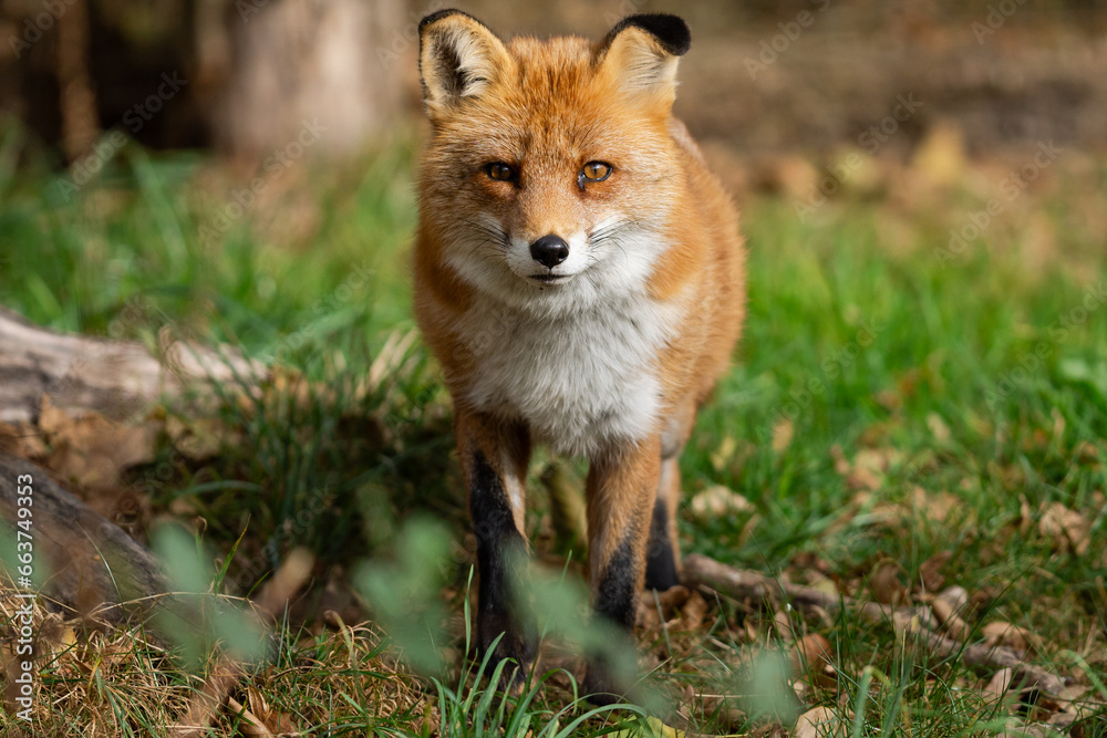 A red fox walks in the forest