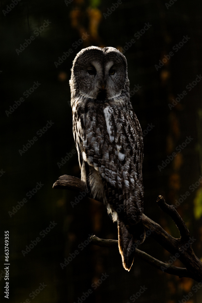 A great gray owl rests in a tree in autumn