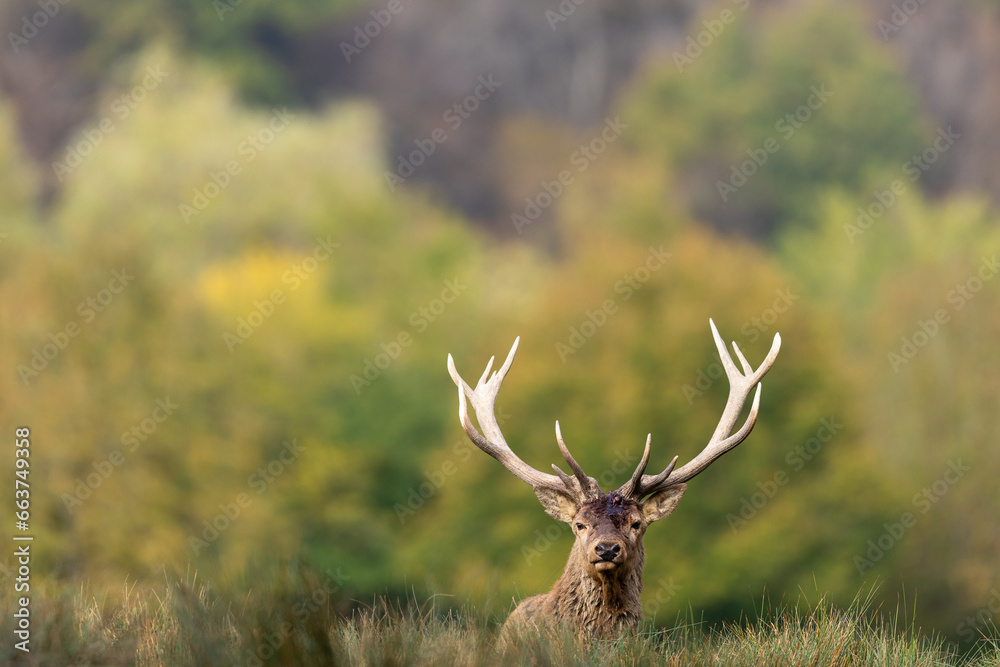 A red deer walks in the forest