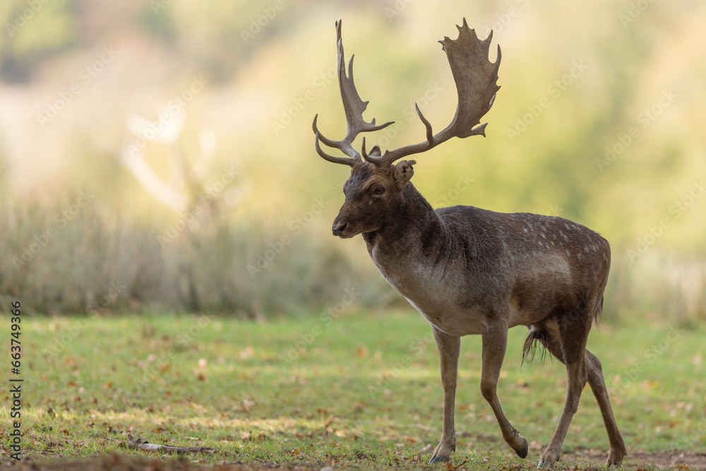 A fallow deer scratches in the forest