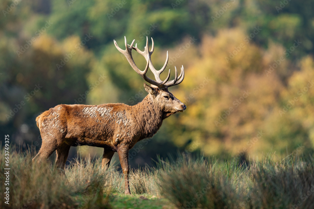 A red deer walks in the forest