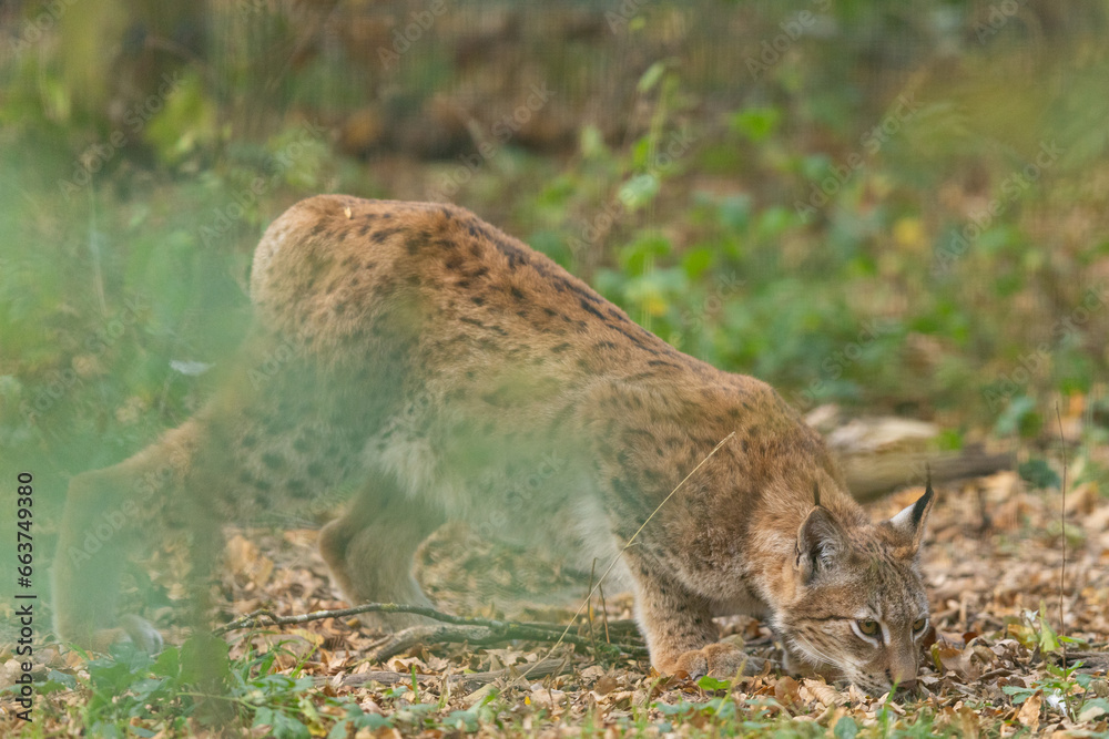 A lynx sniffs the ground in the forest