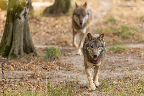 A European gray wolf is in the forest in autumn