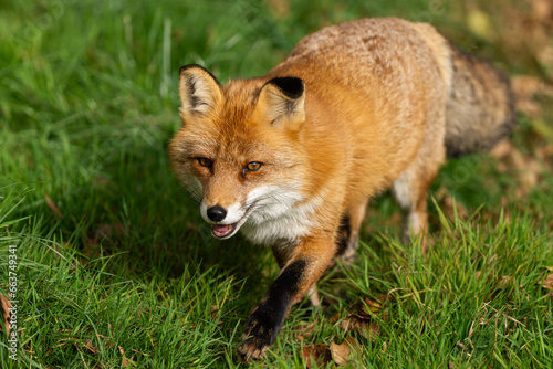 A red fox walks in the forest
