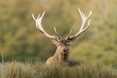 Obraz na płótnie A red deer walks in the forest w salonie