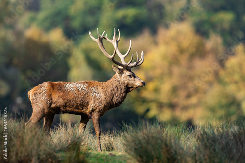 Obraz na płótnie A red deer walks in the forest w salonie