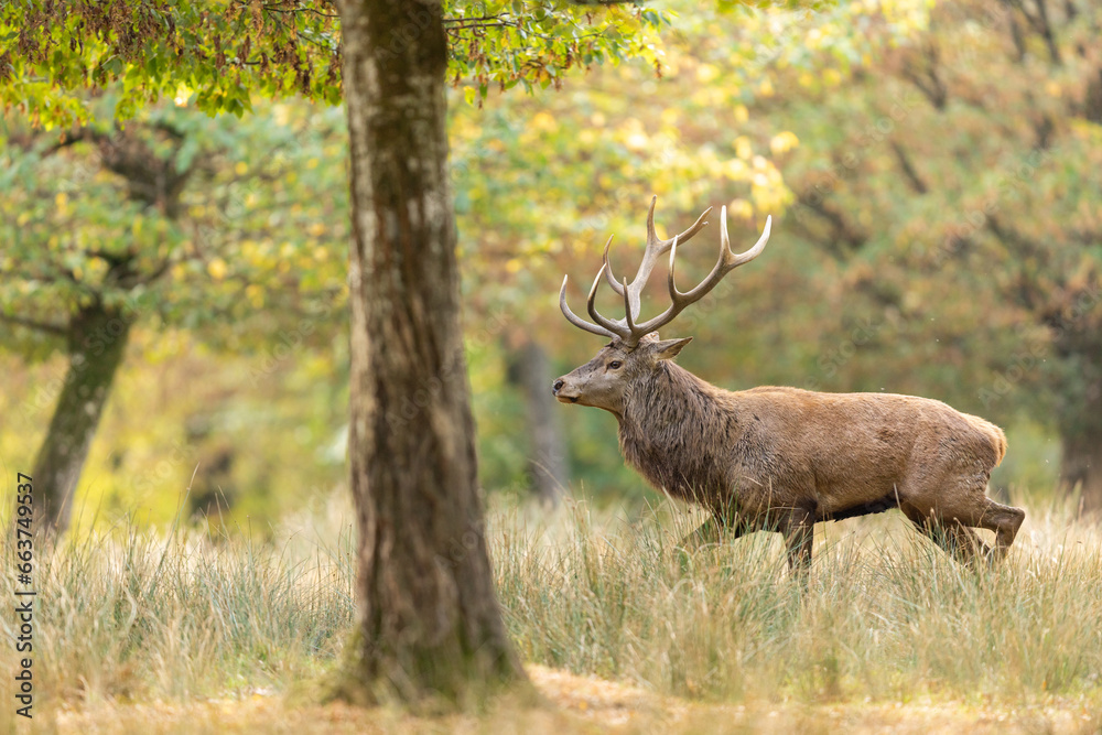 A red deer walks in the forest