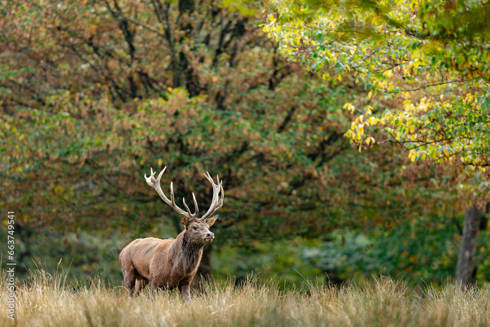 A red deer walks in the forest