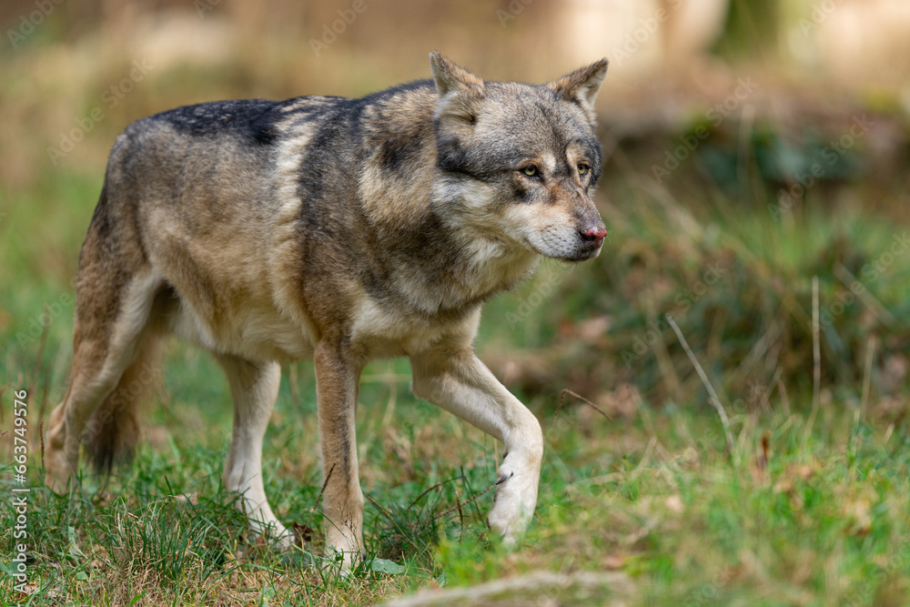 A European gray wolf is in the forest in autumn