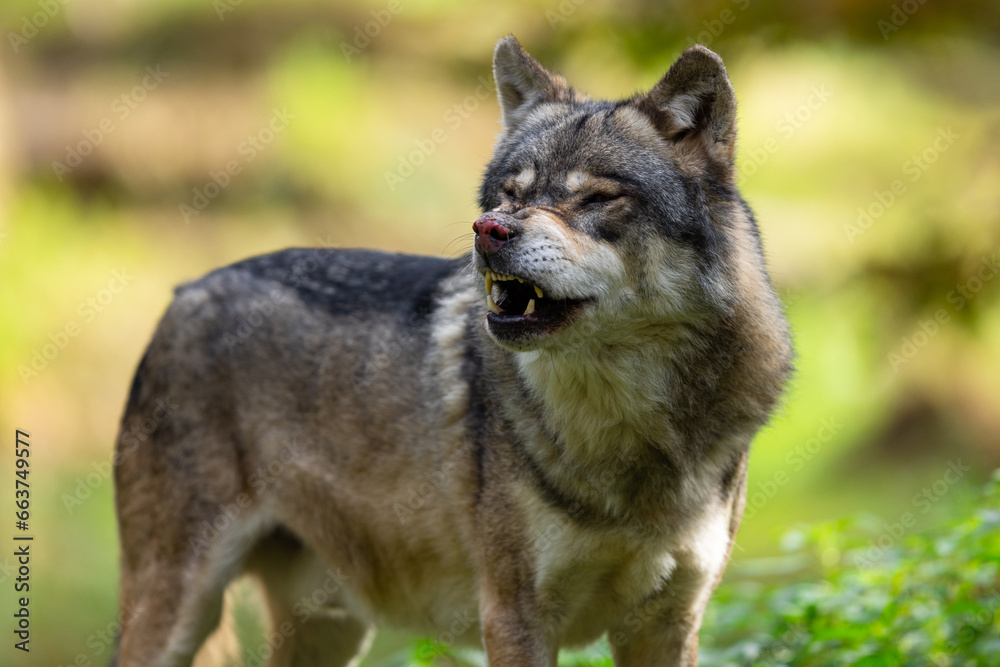 A European gray wolf is in the forest in autumn