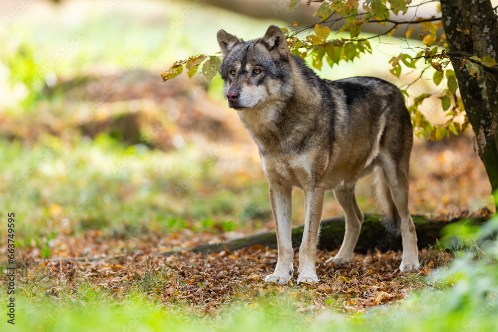 A European gray wolf is in the forest in autumn