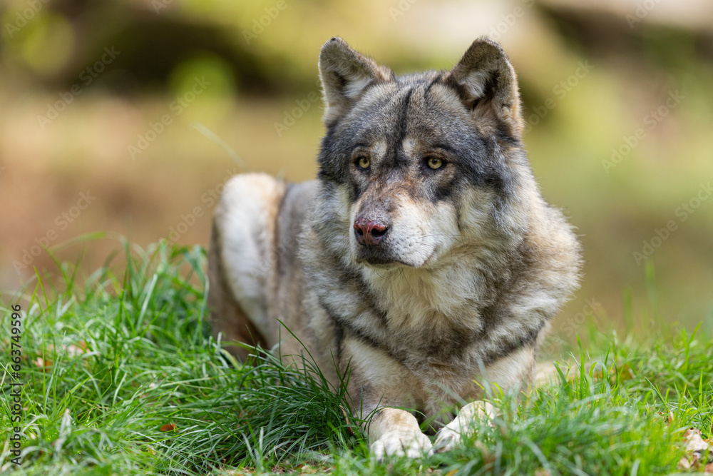 A European gray wolf is in the forest in autumn