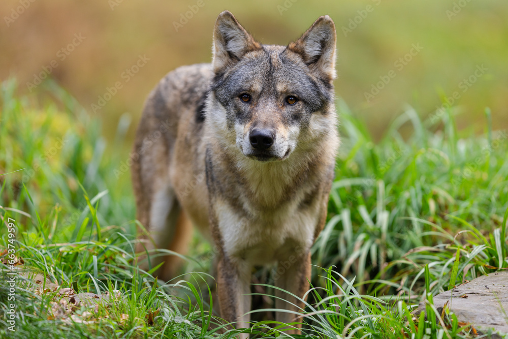 A European gray wolf is in the forest in autumn