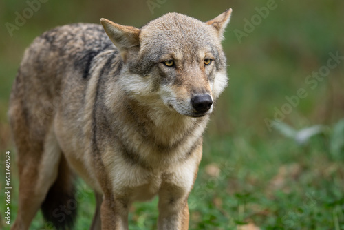 Obraz na płótnie A European gray wolf is in the forest in autumn w salonie