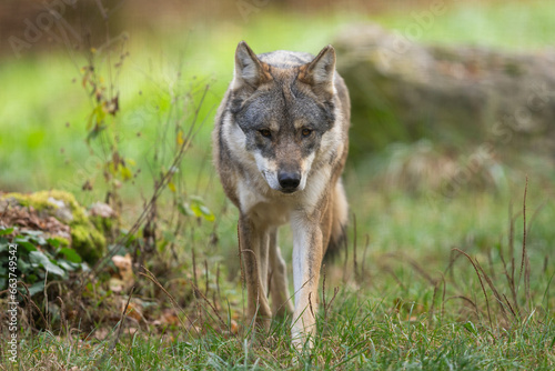 Obraz na płótnie A European gray wolf is in the forest in autumn w salonie