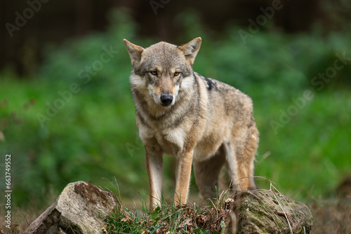 Obraz na płótnie A European gray wolf is in the forest in autumn w salonie