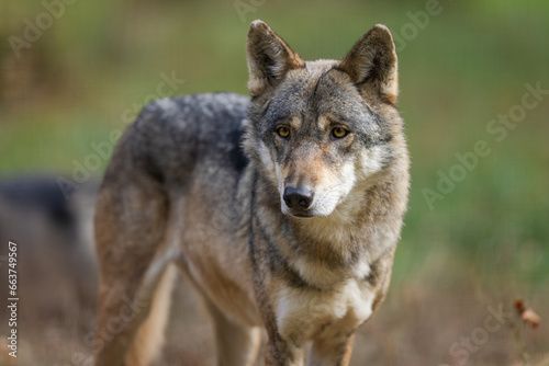 A European gray wolf is in the forest in autumn © AB Photography