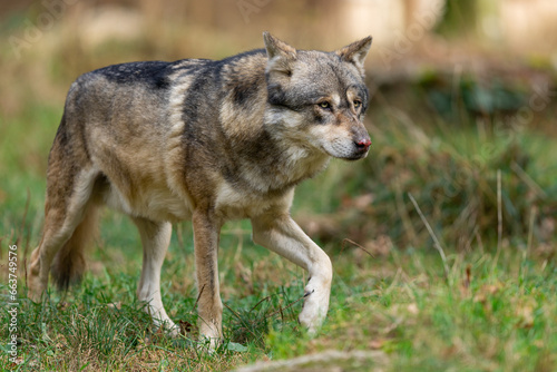 Obraz na płótnie A European gray wolf is in the forest in autumn w salonie