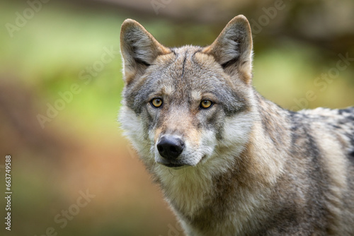 A European gray wolf is in the forest in autumn