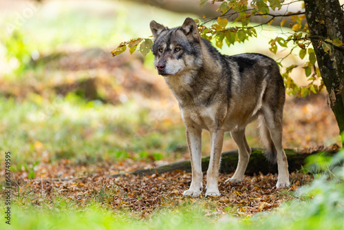 Obraz na płótnie A European gray wolf is in the forest in autumn w salonie