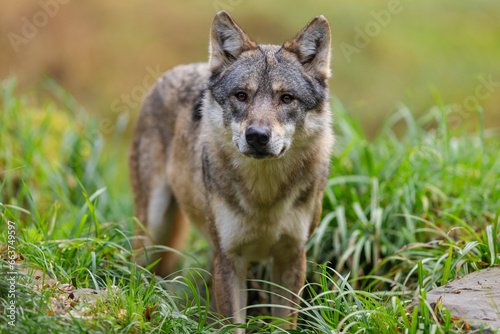 Obraz na płótnie A European gray wolf is in the forest in autumn w salonie