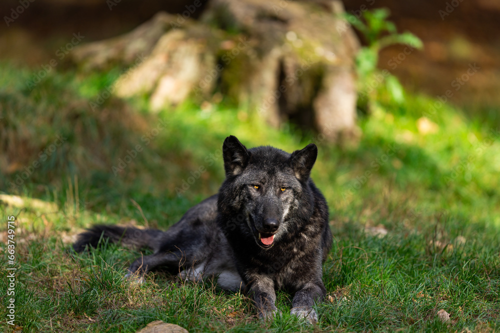 A black wolf rests in the forest