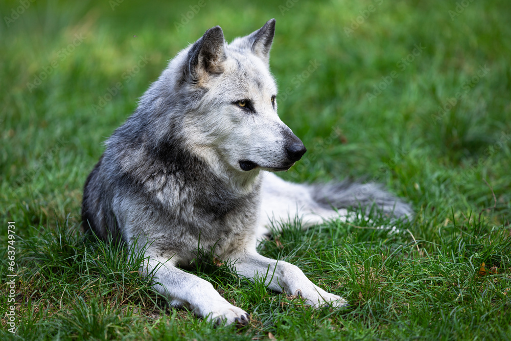 A black wolf rests in the forest