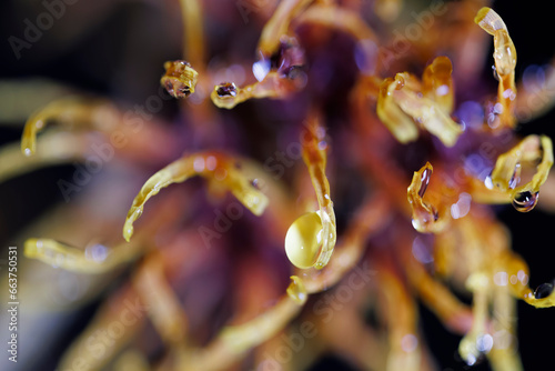 close up of water drops on witch hazel with black background