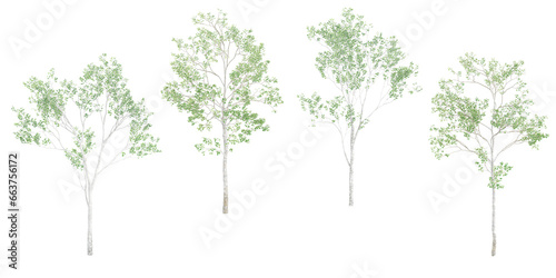 3d rendering of Birch trees with transparent background