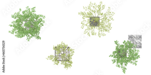 Collection of  Himalayan Birch Cottonwood trees from the top view of isolated on white background  tropical trees isolated used for design  advertising and architecture