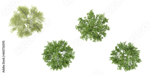 Fototapeta Naklejka Na Ścianę i Meble -  Cottonwood,Birch trees in the forest, top view, area view, isolated on transparent background, 3D illustration, cg render