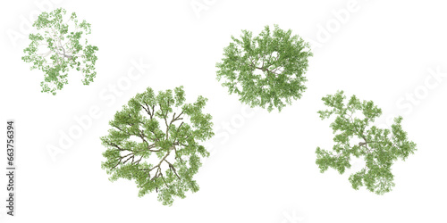 Fagus Sylvatica trees collection of isolated on transparent background