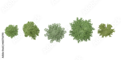 Set of Jungle Fir trees 3D rendering. top view, plan view, for illustration, architecture presentation, visualization, digital composition